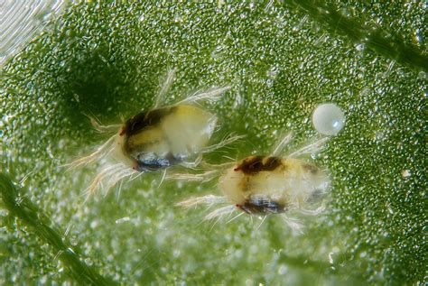 Spider Mites And Cannabis How To Identify And Get Rid Of Them Quickly