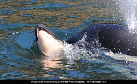 Heartbreaking Pic Shows Grieving Orca Mother Carrying Dead Calf For Days