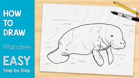 How To Draw A Manatee In 5 Minutes Easy Step By Step Youtube