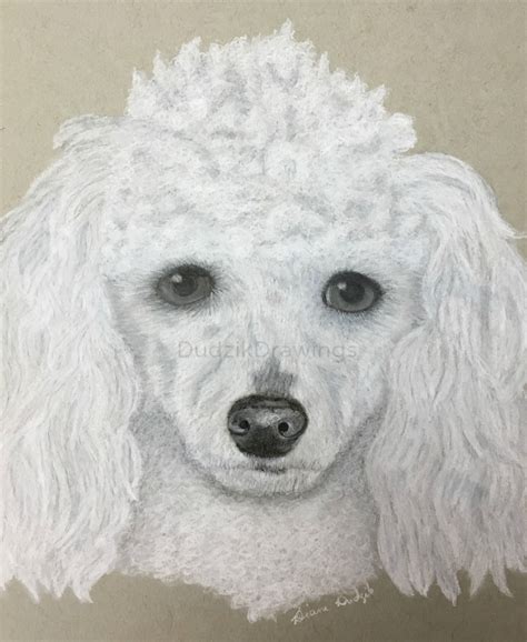 Maggie 2nd Poodle Dog White Charcoal Drawing Done For Commission