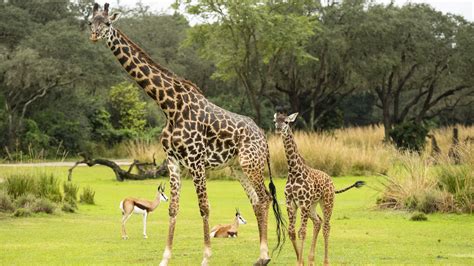Help Name Disneys Animal Kingdoms New Masai Giraffe