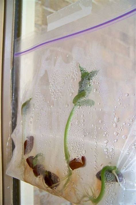 Growing beans in a plastic bag | Preschool science, Spring preschool