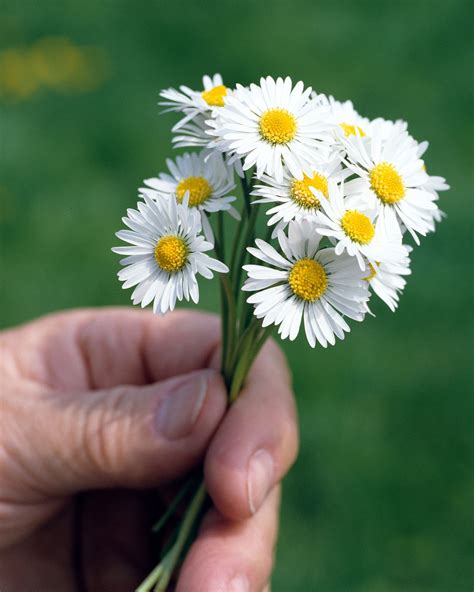 Meaning of Daisy Flowers And Other Facts About These Lovely Blooms ...