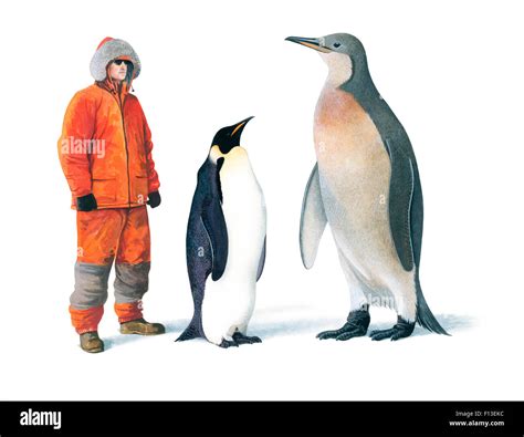 Illustration Of Extinct Mega Penguin Palaeeudyptes Klekowskii With