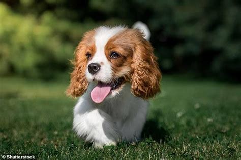 En Uysal Köpek Cinsleri ve Fiyatları