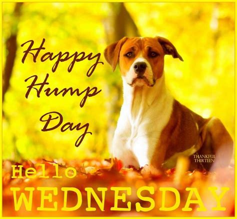 Happy Hump Day Hello Wednesday Pictures Photos And Images For