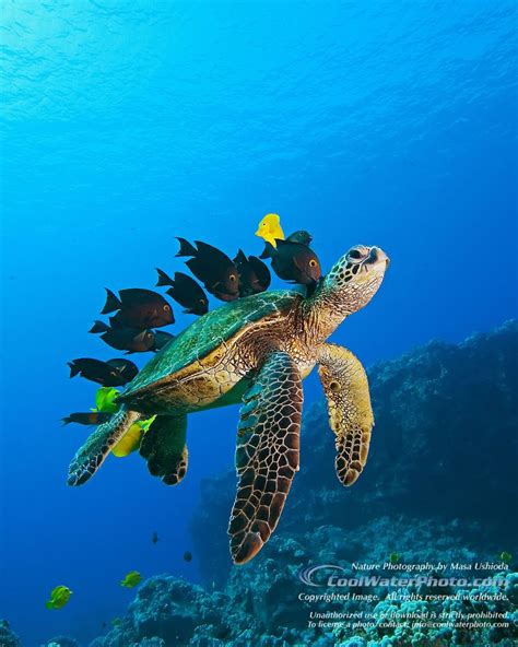 Green Sea Turtle Being Cleaned By Tropical Reef Fish Masa Ushioda