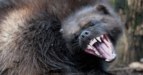 Why Wolverines Are So Rare In The Us And Whats Being Done About It