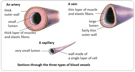 What Are The Three Distinct Types Of Blood Vessels Describe Each In