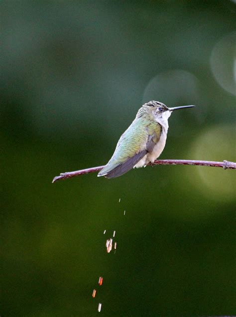 Hummingbird Poop Weekend Captures In My Garden What A Sur Flickr