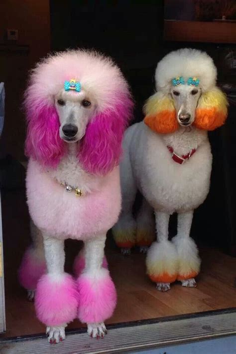 Thin hair is not a curse. 15 Poodles With Better Hairstyles Than You