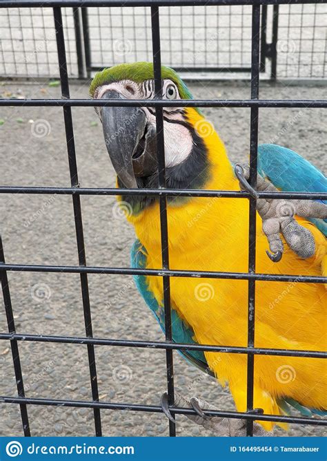 Beautiful Yellow And Blue Maccaw Parrot Stock Photo Image Of Parrots
