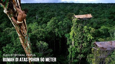 Suku Korowai Tinggal Di Rumah Pohon Tertinggi Mencapai 50 Meter Di