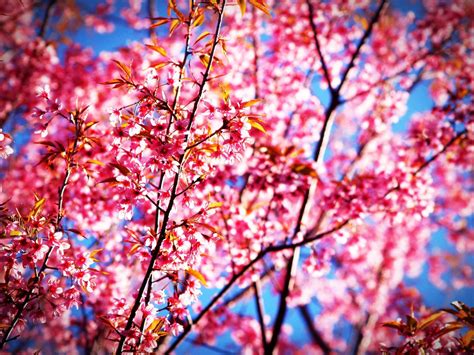 Free Images Tree Branch Flower Spring Produce Season Cherry