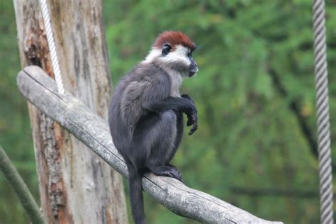 Red Capped Mangabey 2 Zoochat