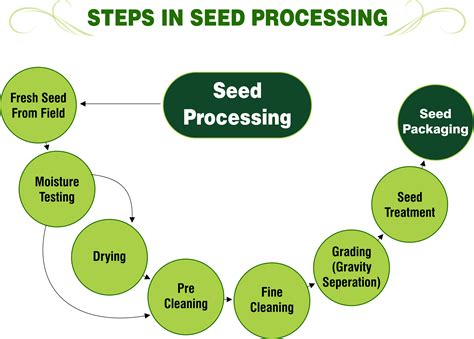 Steps In Seed Processing Png Super Seeds