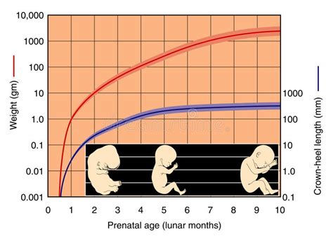 Fetal Development Chart Stock Vector Illustration Of Chart 12907654