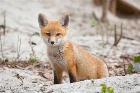 What Is A Baby Fox Called Facts With Cute Pictures