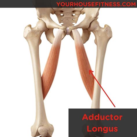 Muscle Breakdown Adductor Longus Your House Fitness