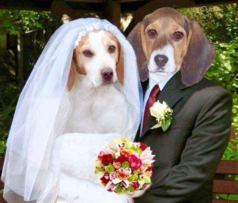 Dog Wedding Dog Marriage Dog Wedding Beagle Pictures