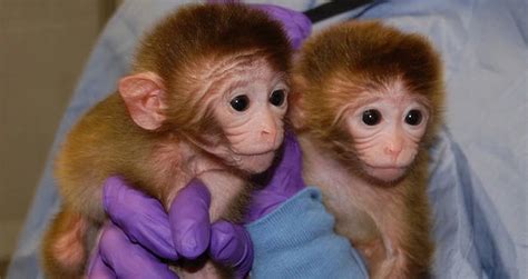 Chinese Scientists Successfully Put Human Genes Into Monkey Brains