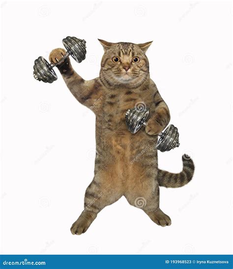 Cat Athlete Lifts Dumbbells 2 Stock Image Image Of Concept Isolated
