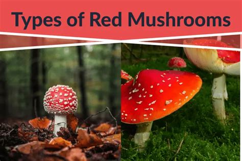 Types Of Red Mushrooms And How To Identify Them 2023