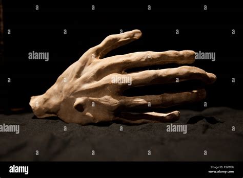 Bony Hi Res Stock Photography And Images Alamy