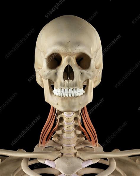 Human Neck Muscles Illustration Stock Image F0115573 Science
