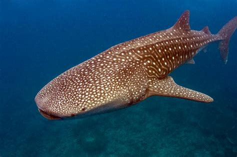 X Ray Mag Nasa Software Used To Track Whale Sharks