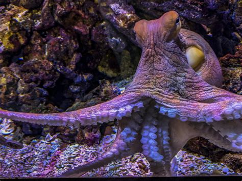 X Ray Mag Octopuses Seen Punching Fish