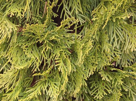 Check spelling or type a new query. Arborvitae Landscape Trees, Eugene, OR | Living Concepts