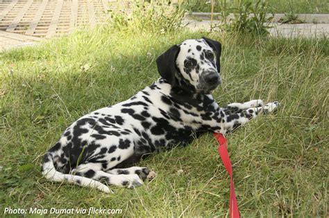 Do Dalmatians Have Spots On Their Tails