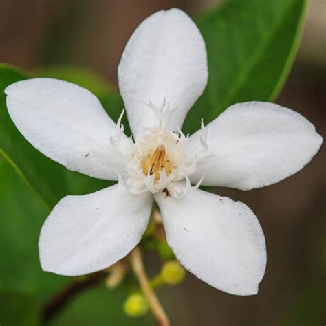 Cape Jasmine Flowering Shrubs Exotic Flora