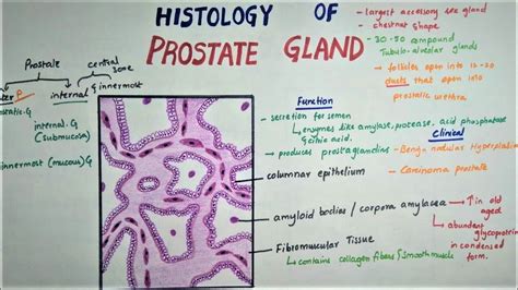 Histology Of Prostate Gland Youtube