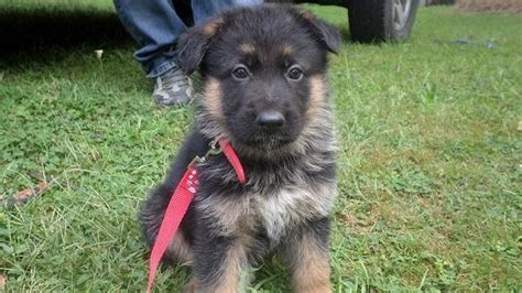 Gorgeous Akc German Shepherd Pups For Sale In Jefferson Ohio