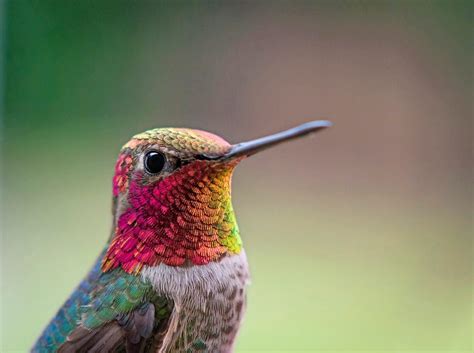 14 Proven Hummingbird Photography Tips Birds And Blooms