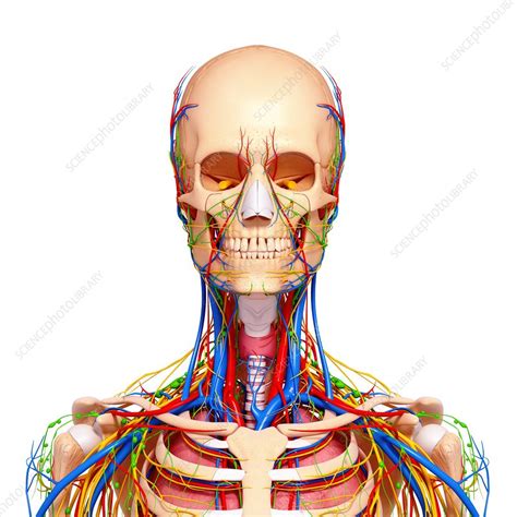 Human Anatomy Artwork Stock Image F0075824 Science Photo Library