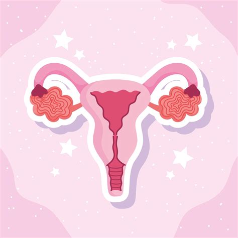 Female Human Reproductive System Biology Scheme Vector Art At