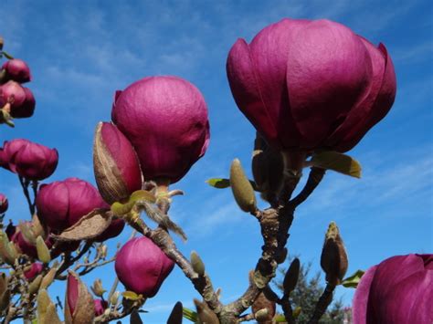 Lincoln University Magnolia Collection Nature Photography Society Of Nz
