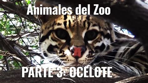 Especies Del Zoo Cap 3 Ocelote Youtube