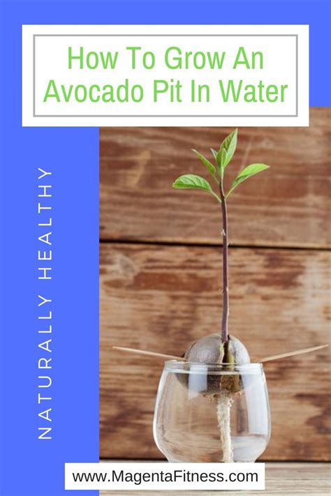 Angry guess it is a trip to the store when all this ice melts. How To Grow An Avocado Pit In Water | Grow avocado ...