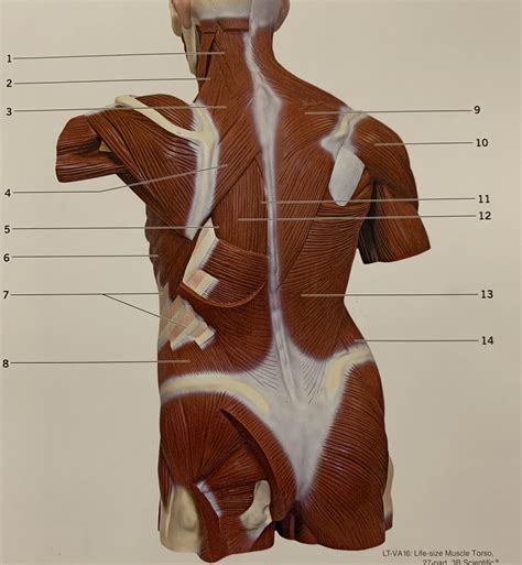 Superficial And Intermediate Muscles Of Trunk Posterior View Diagram
