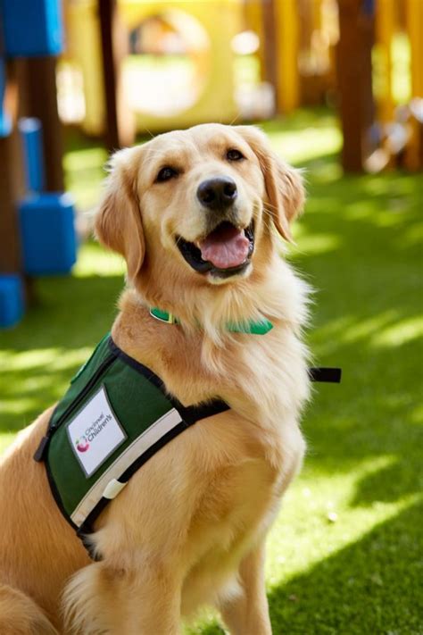 Unveiling The Mystery Why Therapy Dogs Cough Ask Pet Guru
