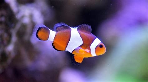 Finding Nemo May Become Even Harder Climate Study
