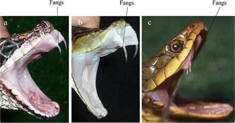 How Strong Are The Fangs Of Snakes What Are They Made Of Quora