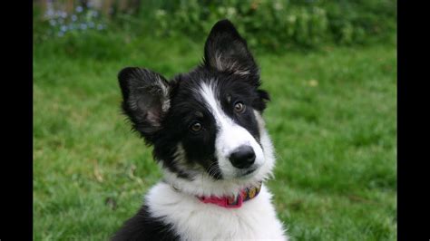 Star Amazing 4 Month Old Border Collie Puppy Youtube