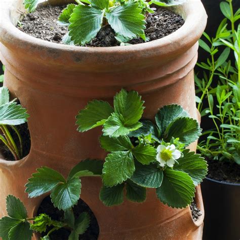 About 16% of these are flower pots & planters. Using a Strawberry Pot | ThriftyFun