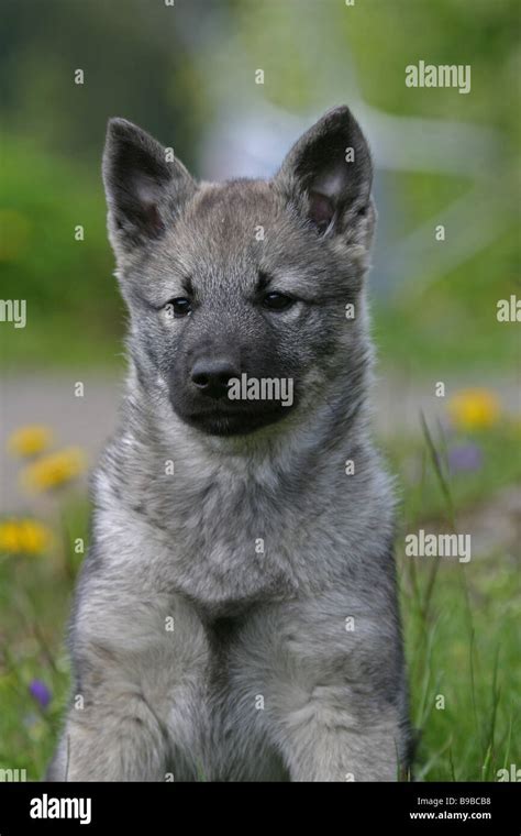 Norwegian Elkhound Puppy Stock Photo Alamy