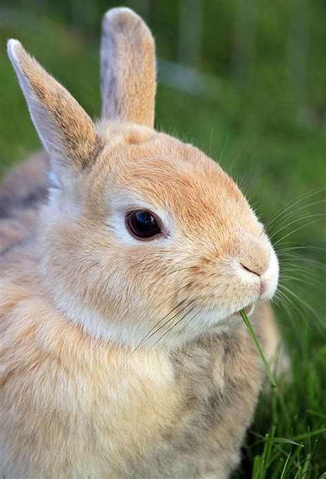 If you know a good. Rabbit Names - The Best Names For Brilliant Bunnies